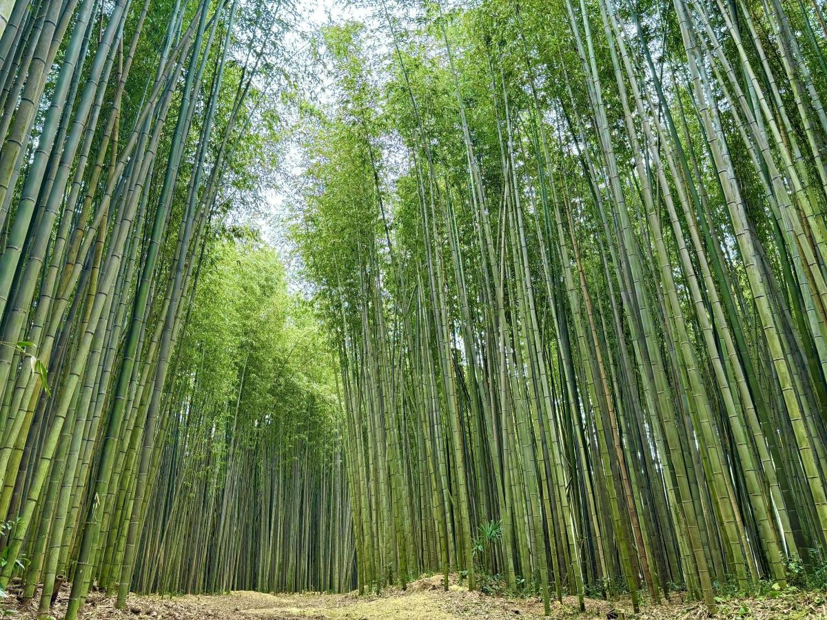 辰ノ口親水公園の竹林